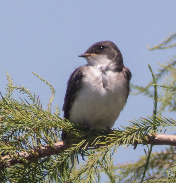 Tree Swallow fledgling - 4297