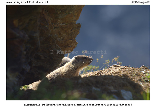 marmot in the lair