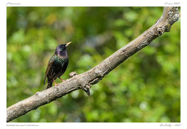 L'étourneau | Common starling