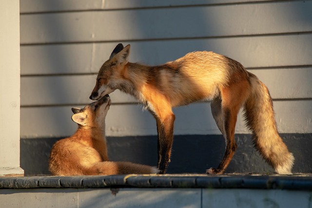 Urban Red Fox Parent with Kit