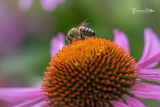 Honeybee-party on the red cone flower!
