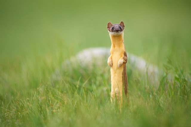 What is it Thinking? Sony Alpha 1 and FE 600mm f/4 GM Lens Capture a Weasel's Curiosity, Rocky Mountain National Park