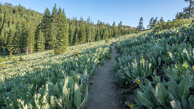 _Z503460-Barker Pass 2