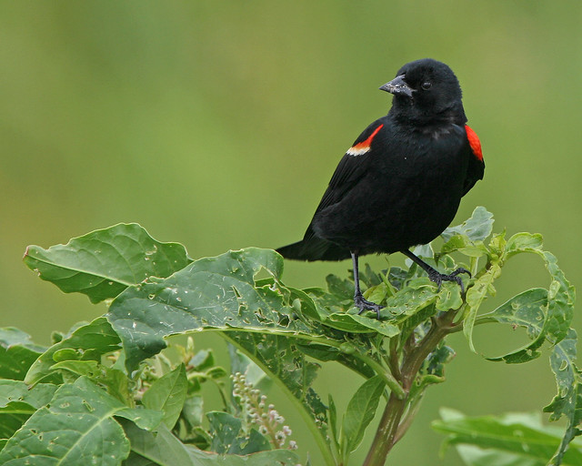 Red Wing Blackbird -44
