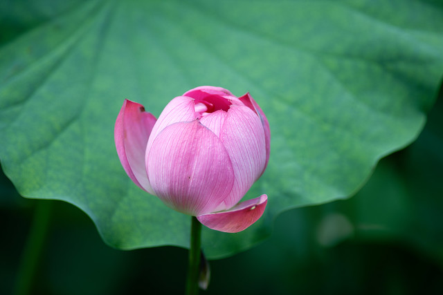 蓮　Lotus