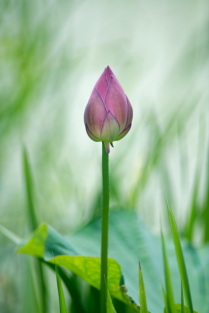 蓮　Lotus