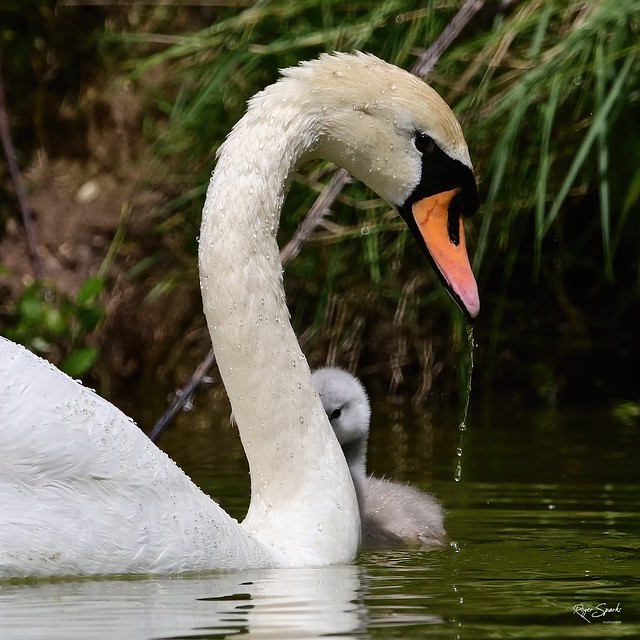 Mute Swan and Cygnet
