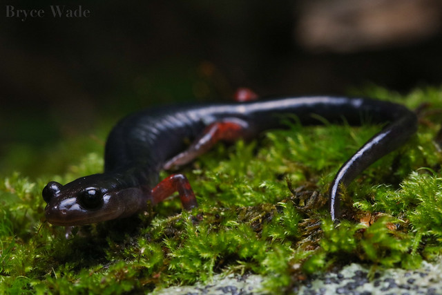 Plethodon shermani | Red-legged Salamander