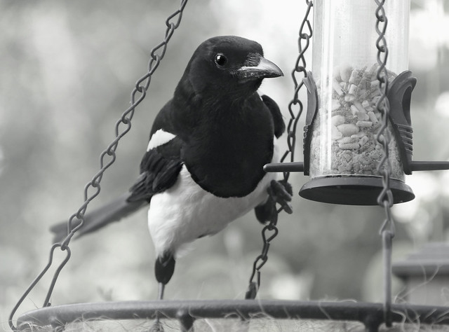 Black and white bird.