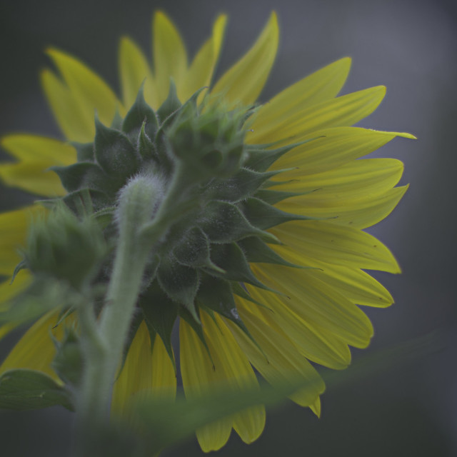 Abstracts from Nature — Sunflower