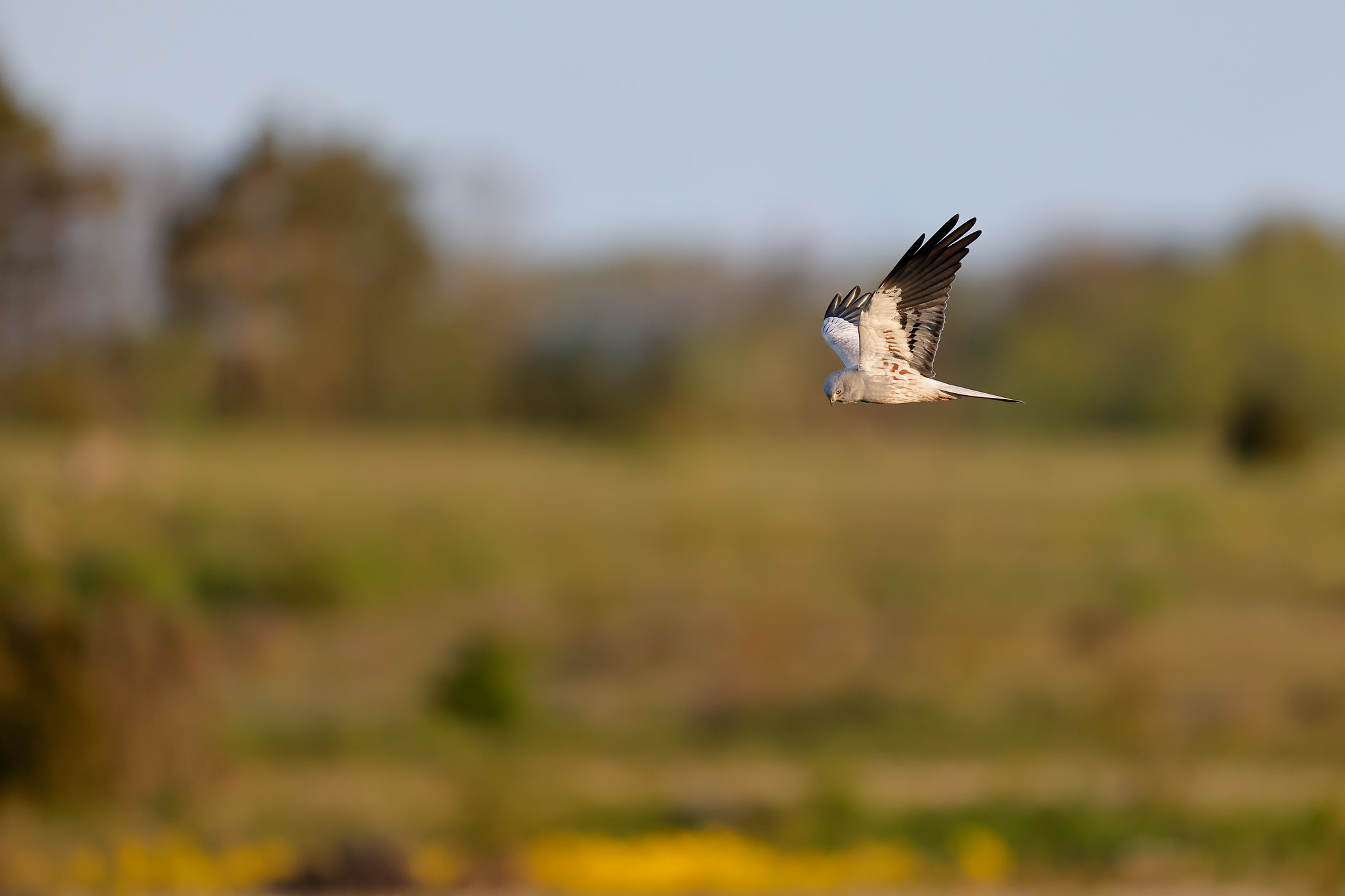 Circus pygargus | Montagu's Harrier | ängshök