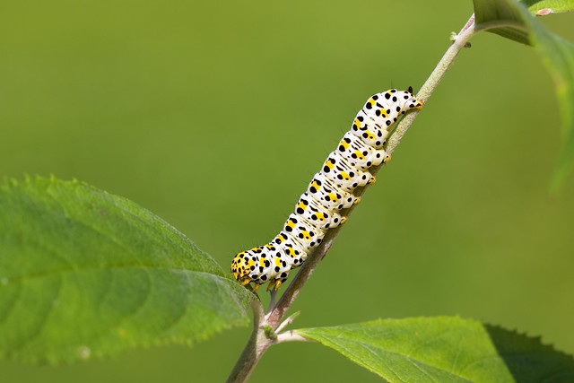 Mullein moth larva - Cucullia verbasci