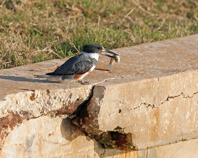 Belted Kingfisher -38