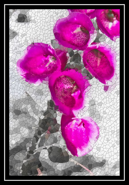 Foxglove Flowers and Texturized Background