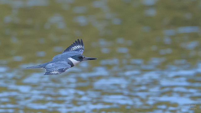 Belted Kingfisher  0134