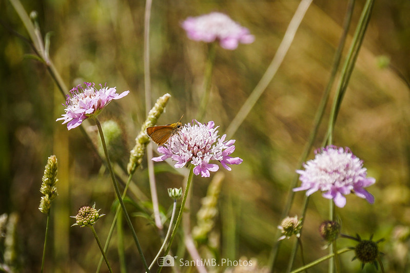 Mariposa dorada oscura sobre flores de escobilla morisca