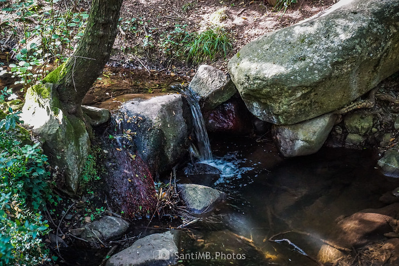 La Riereta en la Ruta dels Arbres de Vallcàrquera