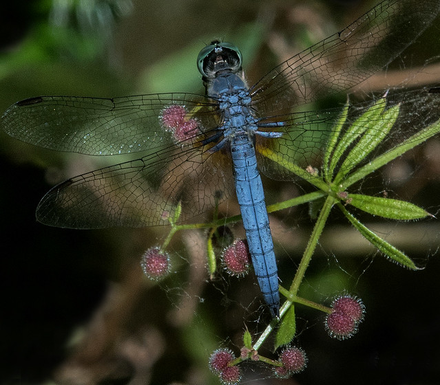 Blue Dasher (Pachydiplax longipennis). Libellulidae