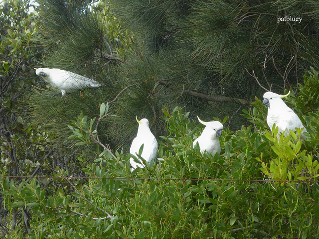 Cockatoos making a lot of noise up in the trees at Warilla.