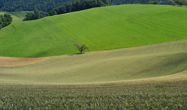 Dürrenroth Agrar Landscape