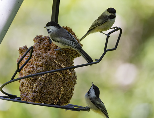 Chickadee siblings