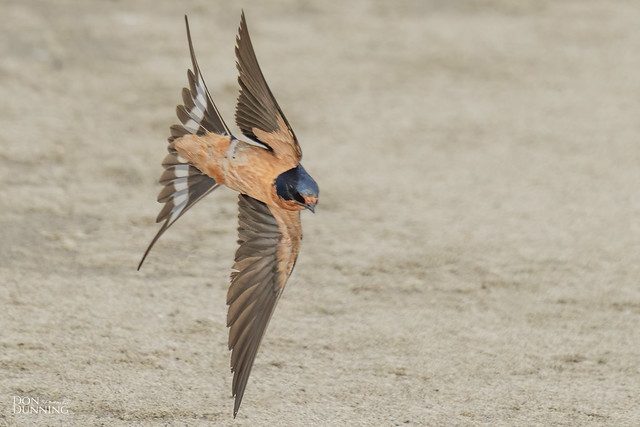 Barn Swallow (Hirundo rustica)