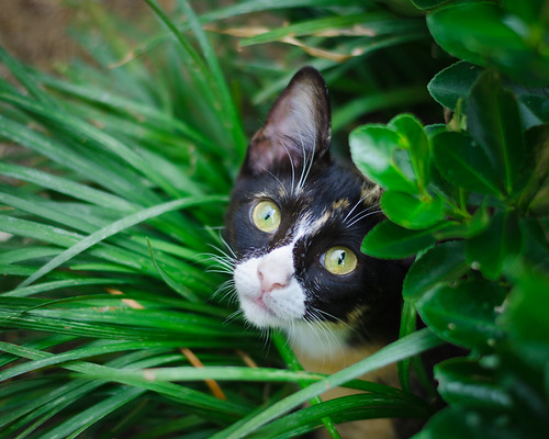 Peek-A-Boo | by charlie_the_artist2007