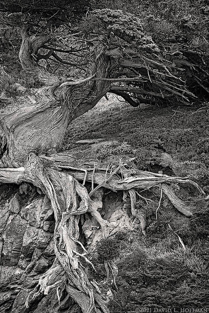 'Old Veteran' Cypress  -  Point Lobos  (2021)