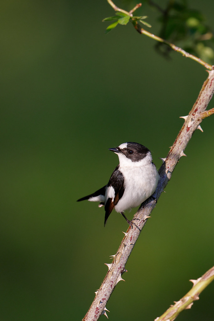 Ficedula albicollis | Collared Flycatcher | halsbandsflugsnappare