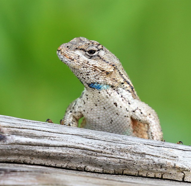 Eastern Fence Lizard on log (Explore)