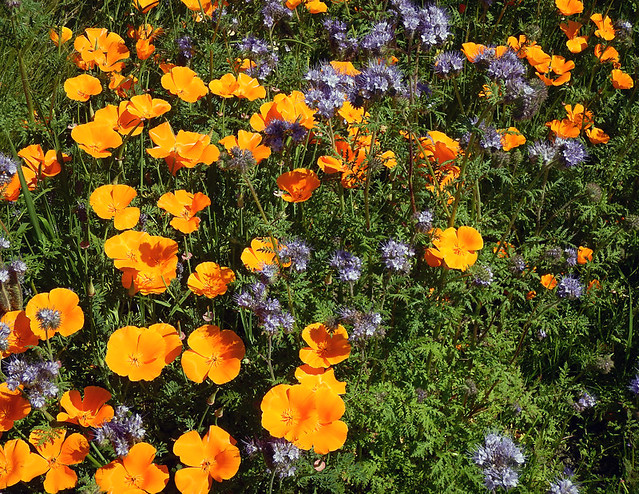 urban wildflowers, orange poppies and blue flowers on an empty lot set aside for bees