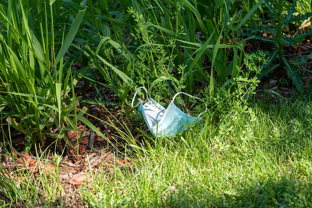 Surgical face mask discarded and littered in the grass in a park, showing enviornmental impacts of the COVID-19 pandemic