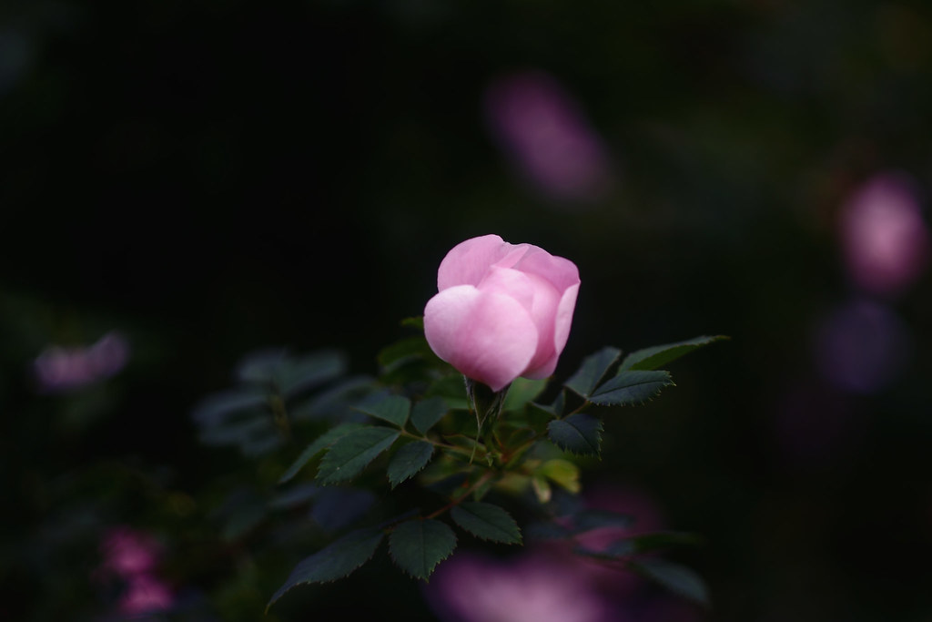 Шиповник / Wild rose (7)