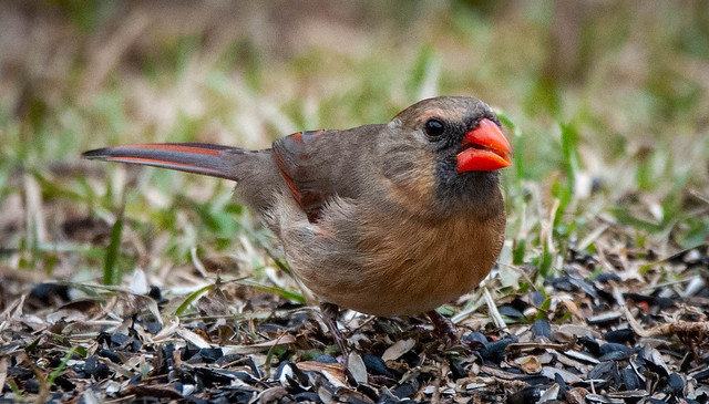 Lady Cardinal Getting the Dropped Seeds
