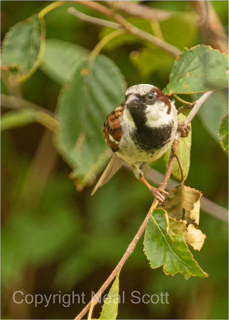 Male House-sparrow