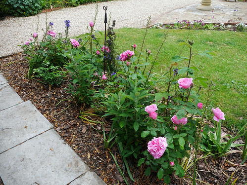 Rose Lined Pathway