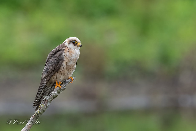 Red-footed Falcon (f) (Falco vespertinus)
