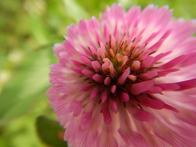 Macro of pink Clover, part of the scruff by the side of the road