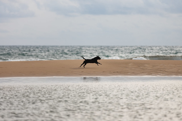 Spiaggia cane 2