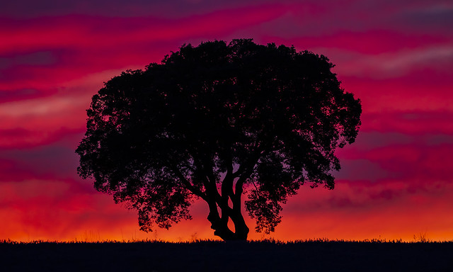Holm Oak at sunset, Brihuega, Guadalajara, Spain