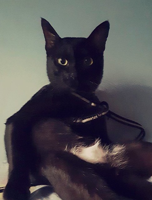 Shiro the black cat