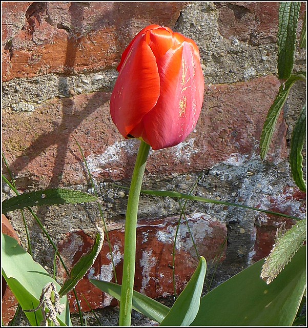 Solitary Tulip ...