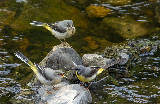 Grey Wagtails- Parent with two juveniles on the Dodder River in Ireland