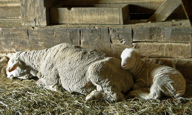 Sheep at Firestone Farm