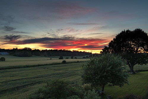 Sunset in our Neighbourhood by langdon10, sandefjord norway sunset sunlight redsky field wheatfield trees
