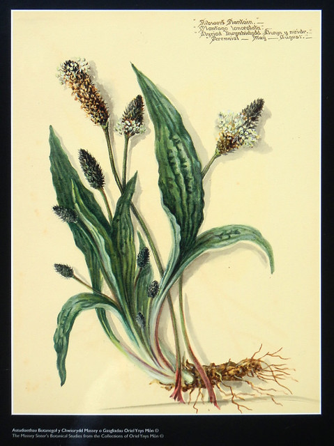 Botanical painting of the wildflower Ribwort Plantain at the old brickworks near the North Stacks in Anglesey, Wales