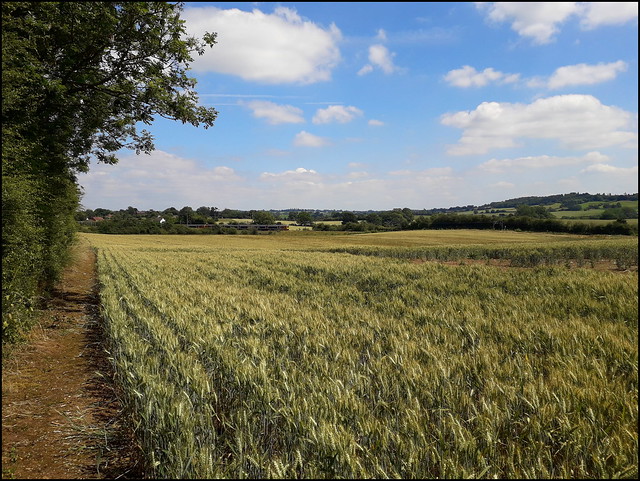 Fields in Alvechurch, Worcestershire