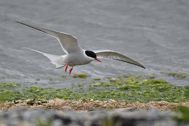 Arctic Tern, Anglesey 1