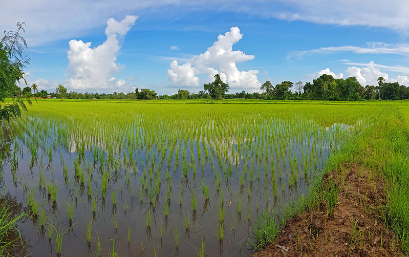 Clouds building over rice paddies 2