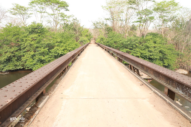 IITA Forest Center: Olokemeji Reforestation project